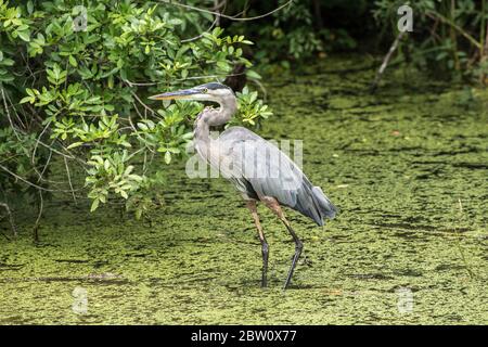 Ein großer blauer Reiher wadet beim Fischen durch einen Sumpf. Stockfoto