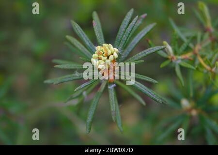 Blühendes Ledum im Uralwald im Frühling. Stockfoto