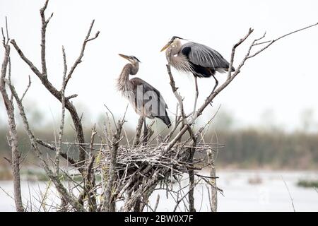 Ein Paar großer blauer Reiher bauen ein Nest. Stockfoto