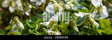 Weiße Wilde Veilchen im Wald. Frühlingsblumen. Stockfoto