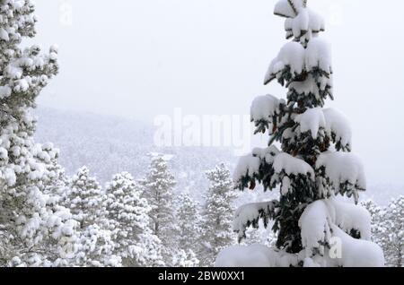 Schnee auf Nadelbäumen in Boulder County. Rocky Mountains, Colorado. © Ron Rovtar 303-981-1617 info@rovtar.com Schnee; Kiefern; Nadelbäume; Kiefer; Stockfoto