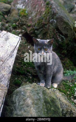 Graue Katze. Stockfoto