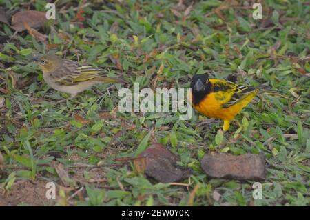 Männlicher Tisserin Gendarm oder Dorfweber (Ploceus cuccullatus) in einem Stadtgarten in Dakar, Senegal Stockfoto