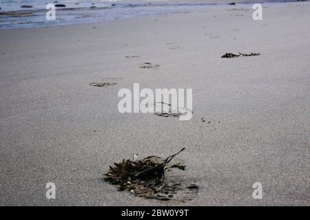 Einbeinige Stiefeldrucke auf einem Sandstrand mit Algen im Vordergrund Stockfoto