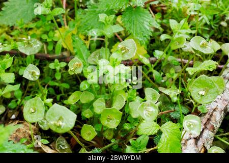 Patch von Bergmann-Salat mit Wasser-Kropfeln nach Frühlingsregen bedeckt Stockfoto