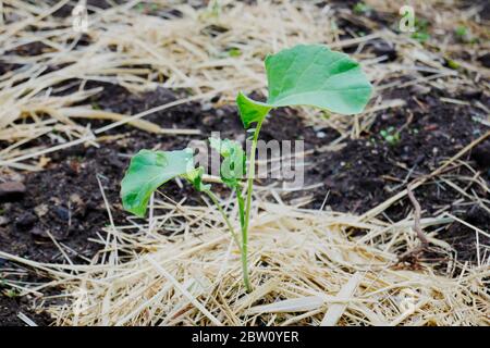 Brokkoli-Sämling wächst im Garten mit Heumulch, Wassertropfen auf dem Blatt Stockfoto