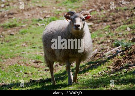 Weiße isländische Schafe standen im Feld in der Sonne Stockfoto
