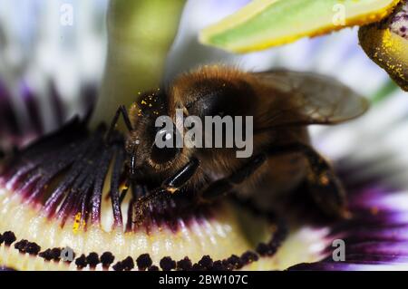 Passionsblume mit Hornet. Stockfoto