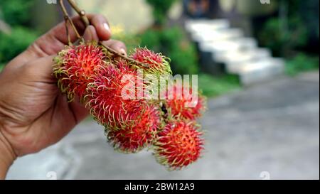 Nahaufnahme Hand halten Rambutan Frucht Stockfoto