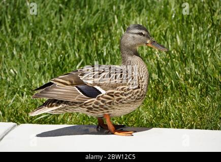 Weibliche (Henne) Stockente auf der Terrasse im Hinterhof des Südkalifornien Haus stehend Stockfoto