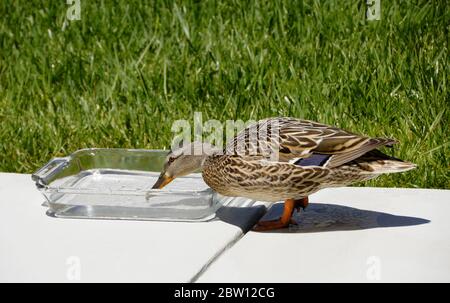 Weibliche (Henne) Stockente trinken frisches Wasser aus Schüssel auf der Terrasse im Hinterhof des Südkalifornien Haus Stockfoto