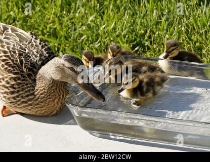 Weibliche (Henne) Stockente und Entenküken trinken und ruhen in einer Schüssel mit frischem Wasser auf der Terrasse im Hinterhof des Südkalifornien Haus Stockfoto