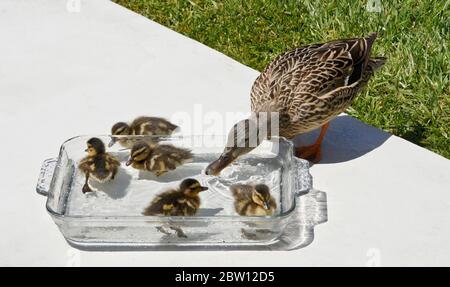 Weibliche (Henne) Stockente und Entenküken trinken und ruhen in einer Schüssel mit frischem Wasser auf der Terrasse im Hinterhof des Südkalifornien Haus Stockfoto