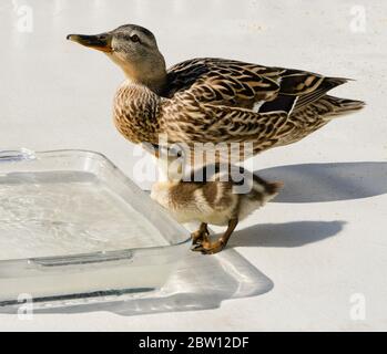 Weibliche (Henne) Stockente und Entenküken trinken aus Schüssel mit frischem Wasser auf der Terrasse im Hinterhof von Südkalifornien Haus Stockfoto