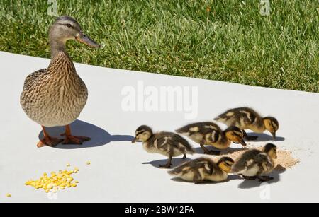 Weibliche (Henne) Stockente und Entenküken essen gefrorenen Mais und Geflügel auf der Terrasse im Hinterhof von Südkalifornien Haus Stockfoto
