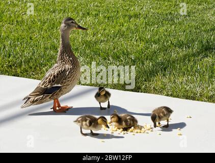 Weibliche (Henne) Stockente und Entenküken essen gefrorenen Mais auf der Terrasse im Hinterhof von Südkalifornien Haus Stockfoto