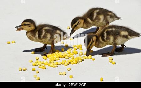 Mallard Entenküken essen Mais auf der Terrasse im Hinterhof von Südkalifornien Haus Stockfoto