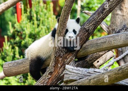 Berlin, Deutschland. Mai 2020. Ein riesiges Pandajunges ruht im Zoo Berlin in der Hauptstadt von Deutschland, 28. Mai 2020. Der Zoo Berlin wurde am 28. April nach einer mehr als einmonatigen Schließung aufgrund von COVID-19 wieder für die Öffentlichkeit geöffnet. Riesige Pandas 'Meng', 'Jiao Qing' aus China und ihre Zwillingsjungen 'Feng Xiang', 'Meng Yuan' haben zahlreiche Besucher angezogen, obwohl im Zoo immer noch Beschränkungen auferlegt werden. Kredit: Binh Truong/Xinhua/Alamy Live News Stockfoto