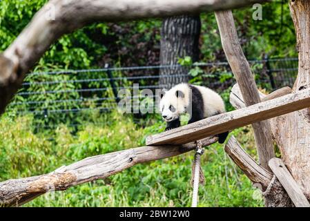 Berlin, Deutschland. Mai 2020. Ein riesiges Pandajunges spielt im Zoo Berlin in der Hauptstadt von Deutschland, 28. Mai 2020. Der Zoo Berlin wurde am 28. April nach einer mehr als einmonatigen Schließung aufgrund von COVID-19 wieder für die Öffentlichkeit geöffnet. Riesige Pandas 'Meng', 'Jiao Qing' aus China und ihre Zwillingsjungen 'Feng Xiang', 'Meng Yuan' haben zahlreiche Besucher angezogen, obwohl im Zoo immer noch Beschränkungen auferlegt werden. Kredit: Binh Truong/Xinhua/Alamy Live News Stockfoto