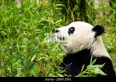 Berlin, Deutschland. Mai 2020. Der Riesenpanda 'Meng' ist im Zoo Berlin in der Hauptstadt von Deutschland, 28. Mai 2020 zu sehen. Der Zoo Berlin wurde am 28. April nach einer mehr als einmonatigen Schließung aufgrund von COVID-19 wieder für die Öffentlichkeit geöffnet. Riesige Pandas 'Meng', 'Jiao Qing' aus China und ihre Zwillingsjungen 'Feng Xiang', 'Meng Yuan' haben zahlreiche Besucher angezogen, obwohl im Zoo immer noch Beschränkungen auferlegt werden. Kredit: Binh Truong/Xinhua/Alamy Live News Stockfoto