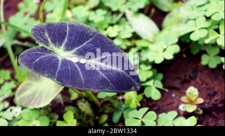 Wassertropfen auf violetten Taroblättern Stockfoto