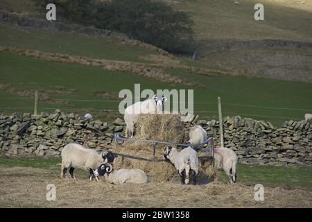 Schafe krabbelten auf diesem Heustapelzubringer, wobei einer oben direkt auf die Kamera schaut Stockfoto