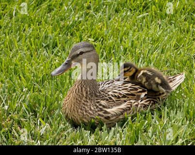 Weibliche (Henne) Stockente, die im Gras ruht und auf dem Rücken sitzend Entlein sitzt, Südkalifornien Stockfoto