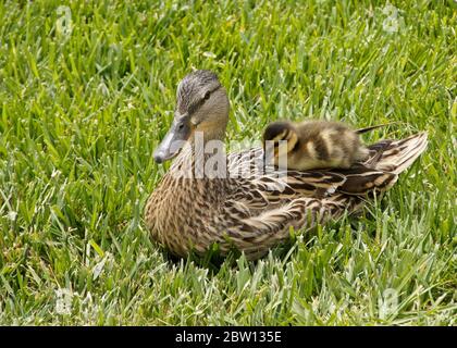 Weibliche (Henne) Stockente, die im Gras ruht und auf dem Rücken sitzend Entlein sitzt, Südkalifornien Stockfoto