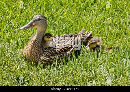 Weibliche (Henne-)Stockente und Entlein, die im Gras ruhen, mit einem Entlein, das auf dem Rücken sitzt, Südkalifornien Stockfoto