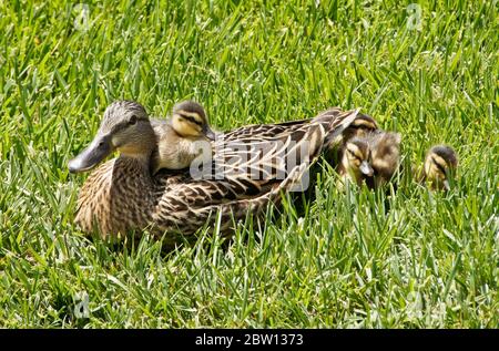 Weibliche (Henne-)Stockente und Entlein, die im Gras ruhen, mit einem Entlein, das auf dem Rücken sitzt, Südkalifornien Stockfoto