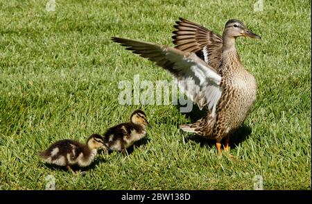 Mallard Entlein mit Kulturen voller gespeicherter Nahrung stehen im Gras neben weiblichen (Henne) Strecken und schlagen ihre Flügel, Südkalifornien Stockfoto