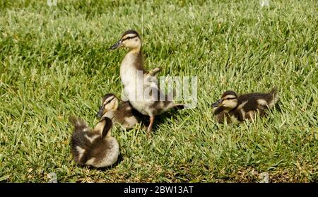 Mallard Entlein ruhen, Preen und flattern kleine Flügel auf dem Rasen eines Hauses in Südkalifornien Stockfoto