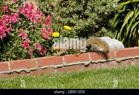 Eastern Fox Squirrel (Fuchs Eichhörnchen) zu Fuß auf roten Ziegelwand von Pflanzgefäß mit Blumen im Hinterhof von Südkalifornien Haus gefüllt Stockfoto