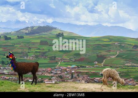 Lama und Alpaka im Heiligen Tal mit entfernten Bauernhöfen in der Nähe von Cusco, Peru Stockfoto