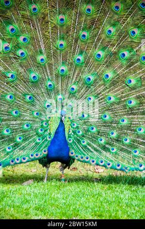 Ein männlicher Pfauen (Peacock) mit seinen schwanzfedern in voller Lüfter anzeigen. Bild in den Gärten von Schloss Warwick. Stockfoto