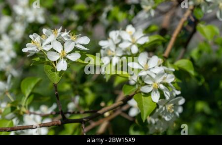 Apfelzweige, die im Frühjahr mit weißen Blüten bedeckt sind. Schönes appletree in Blüte. Stockfoto