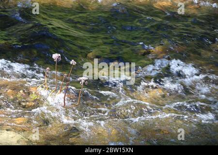 Hohe rosa Blüten auf Stielen, die in einem schnell fließenden Fluss, Yosemite National Park wachsen. Stockfoto