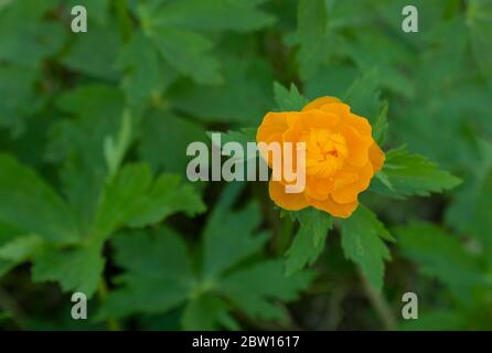 Trollius europaeus, helle Blüten im grünen Gras. Bergpflanze Trollius. Stockfoto