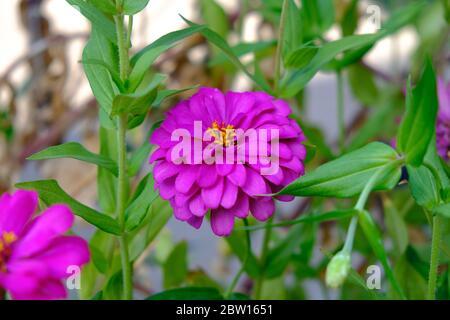 Rosa Zinnia elegans Blüten. Zinnia (Zinnia elegans) blühen im Garten. Die Blütenfarben reichen von Weiß, Creme, Pink, Rot, Violett Stockfoto