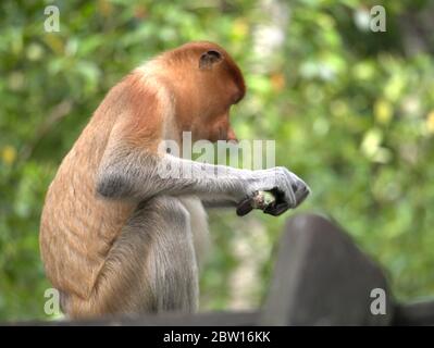 Der Proboscis-Affe isst Bananen Stockfoto