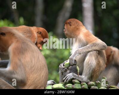 Der Proboscis-Affe isst Bananen Stockfoto