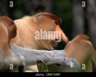 Der Proboscis-Affe isst Bananen Stockfoto