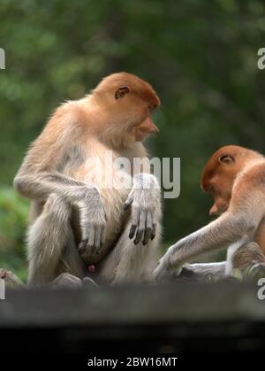Der Proboscis-Affe isst Bananen Stockfoto