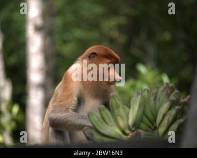 Der Proboscis-Affe isst Bananen Stockfoto