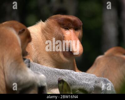 Der Proboscis-Affe isst Bananen Stockfoto