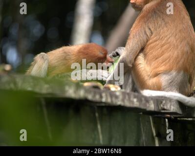 Der Proboscis-Affe isst Bananen Stockfoto