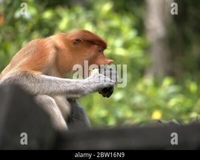 Der Proboscis-Affe isst Bananen Stockfoto