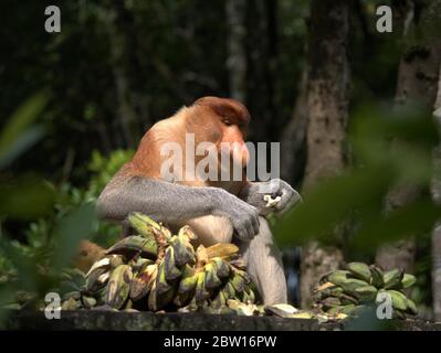 Der Proboscis-Affe isst Bananen Stockfoto