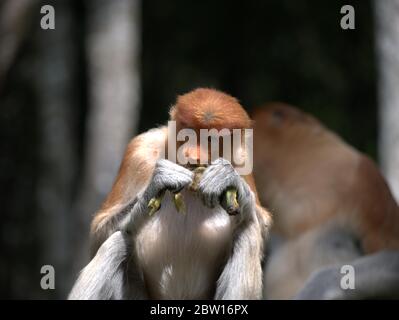 Der Proboscis-Affe isst Bananen Stockfoto