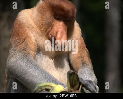 Der Proboscis-Affe isst Bananen Stockfoto